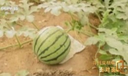 最大的吃瓜网站,最大吃瓜网站独家爆料，明星幕后故事大公开！